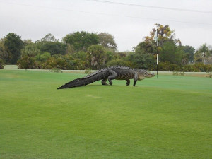 alligator-golf