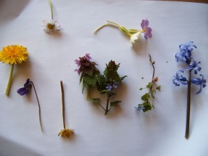 fleurs-de-printemps