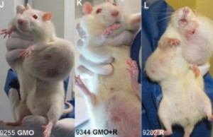 rats tumeurs
